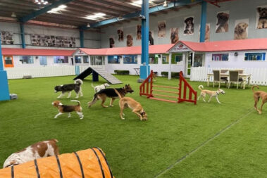 DOG PARK